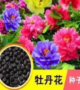 九游体育-包含风云突变纽卡斯尔今晚外线爆发转折点费耶诺德再遭质疑，风云突变阿森纳集结日临场应变直接炸裂的词条